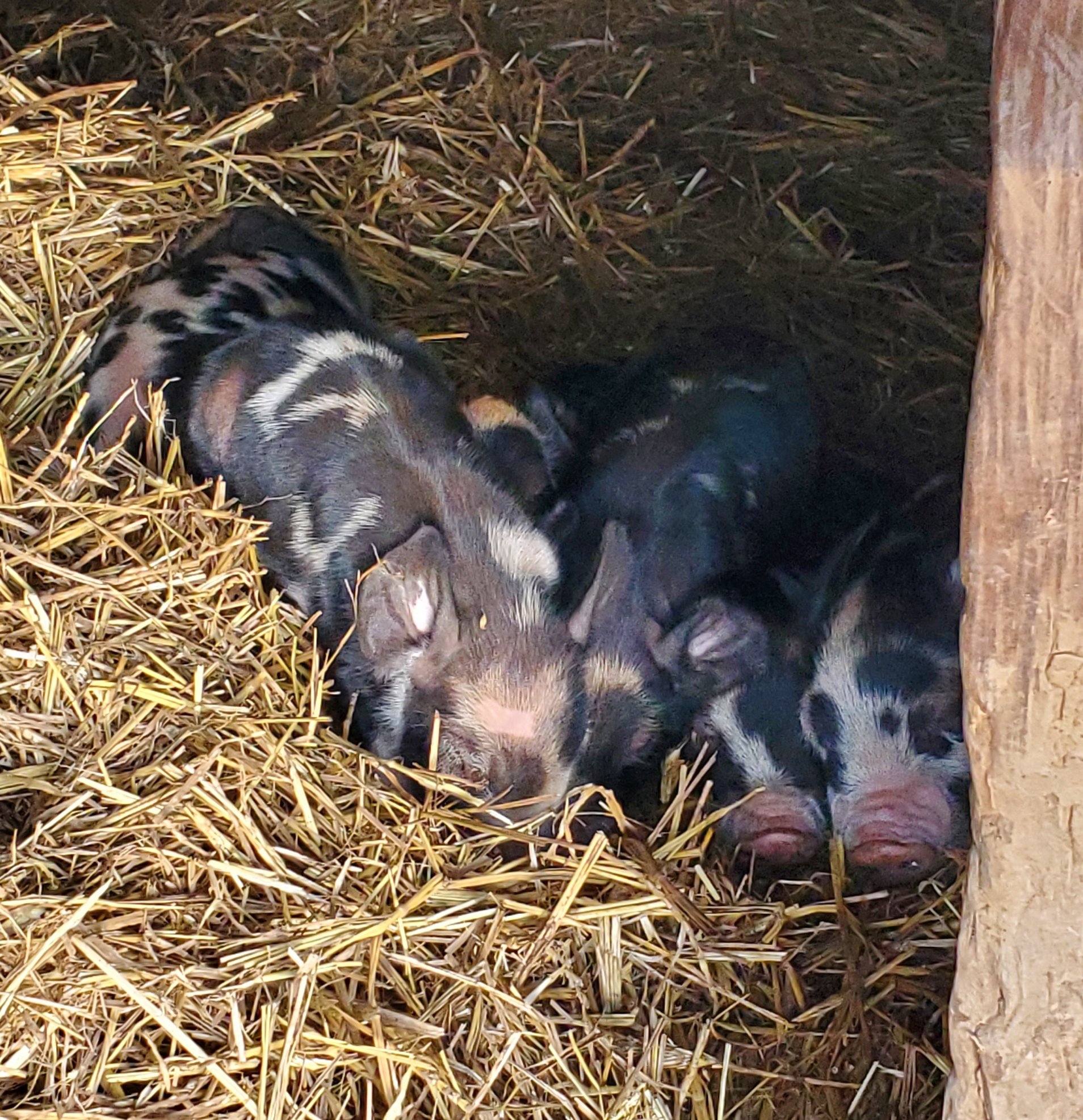 Piglets Are Here 2nd Addition