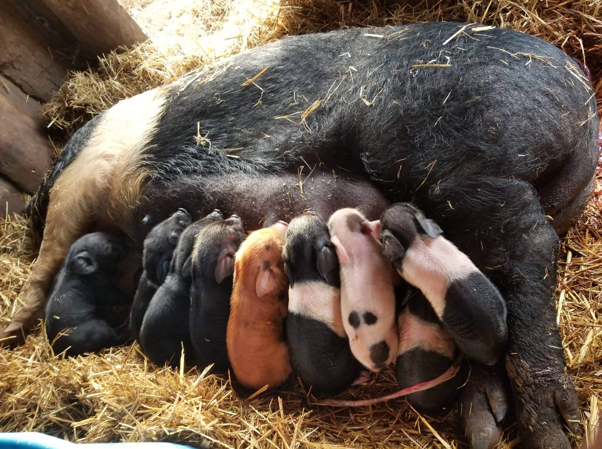 Piglets Are Here